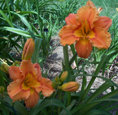 Etched in Orange
